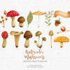 mushrooms illustrations clipart