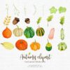 pumpkins watercolor clipart painted by hand