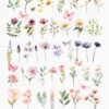 wildflowers and butterflies