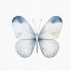watercolor blue butterfly clipart- set