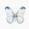 watercolor blue butterfly clipart- set