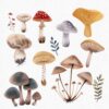 Mushroom Clipart, Magic Mushrooms Clipart - Image 7