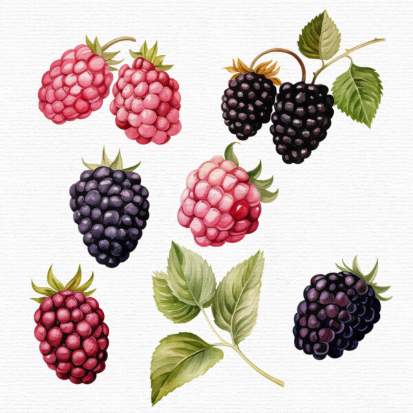 berries-clipart-set
