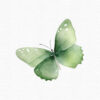Green Butterfly Clipart, Flowers clipart, 40 png - Image 10