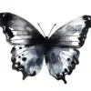 Elegant black butterfly graphic for digital designs