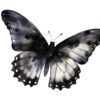 Elegant black butterfly graphic for digital designs