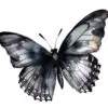Black butterfly clipart PNG with transparent background