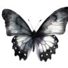 Detailed black butterfly clipart for invitations