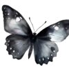 Detailed black butterfly clipart for invitations