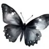 Detailed black butterfly clipart for invitations