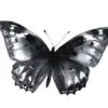 Elegant black butterfly graphic for digital designs