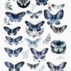 Delicate moth butterfly illustrations with transparent backgrounds