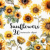 Sunflowers Clipart – Bright Yellow Floral PNG Set