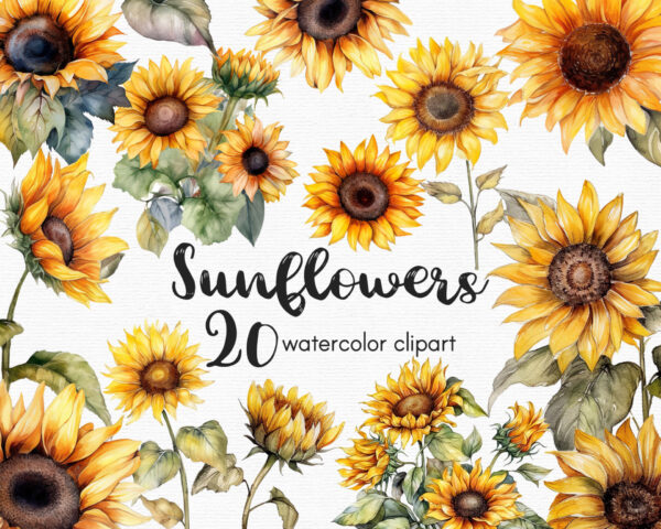 Sunflowers clipart set of 20 PNG