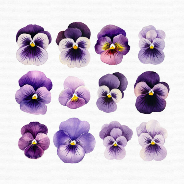 Watercolor pansy flowers clipart - Image 12