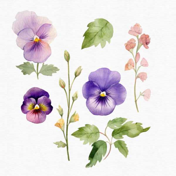 Watercolor pansy flowers clipart - Image 7