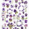 Watercolor pansy flowers clipart - Image 3