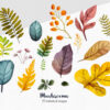 Colorful foliage clipart for digital designs