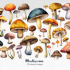 Colorful mushroom clipart for digital designs