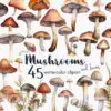 Mushroom Clipart – Cute Forest PNG Illustrations