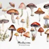 Mushroom Clipart – Cute Forest PNG Illustrations - Image 4