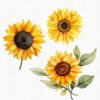 Sunflower Clipart PNG with transparent background
