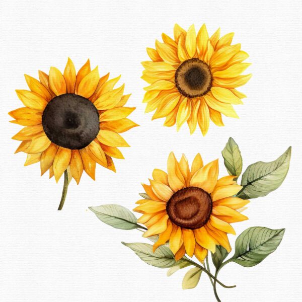 Sunflower clipart - Image 5