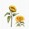 Sunflower Clipart PNG with transparent background