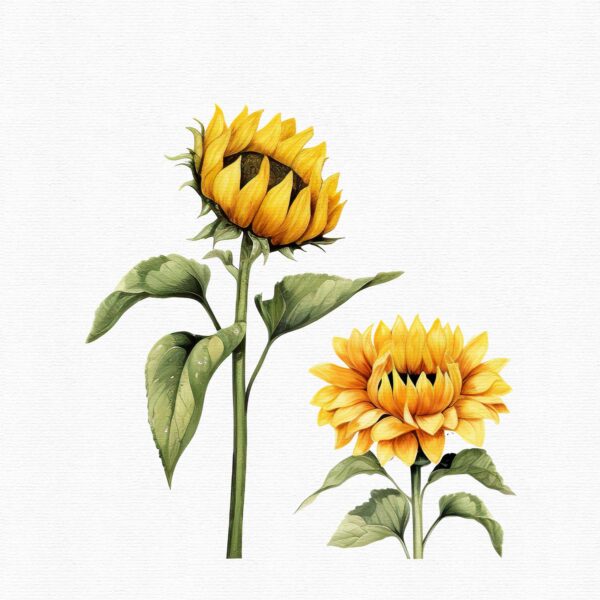 Sunflower clipart - Image 11