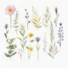 High-resolution floral and butterfly PNGs
