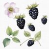 Fairy Garden Clipart Set – Enchanted Wildberry & Floral PNGs - Image 9