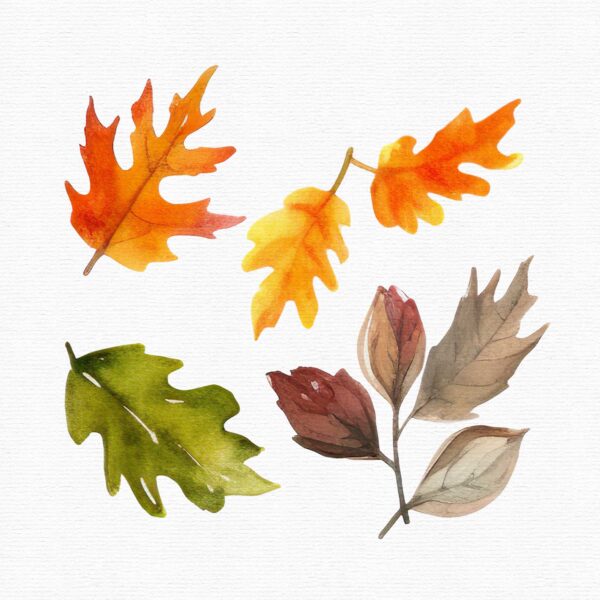 Thanksgving  clipart, Autumn clipart, - Image 7