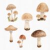 Fall Girl Clipart, Fall leaves and mushrooms clipart - Image 4